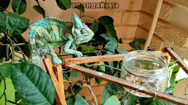 Хамелеон съел Лягушку. Клондайк тв смотреть онлайн