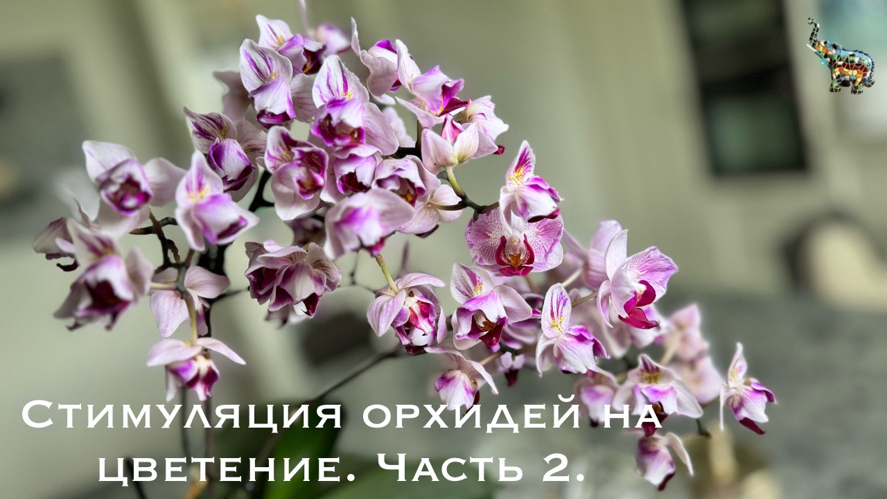 Стимуляция орхидей на цветение. Часть 2. Проливаю монокалий фосфат. #phal #какзацвестиорхидею #орхид смотреть онлайн