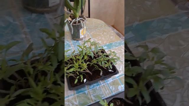 выращивание томатиков смотреть онлайн