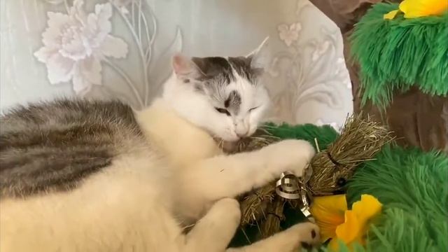 я смотрю А ну ка давай ка день рождения мурки смотреть онлайн