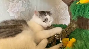 я смотрю А ну ка давай ка день рождения мурки