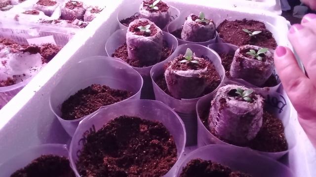 Пересадка эустомы. Печальные новости из Ванино. О выборах у нас смотреть онлайн