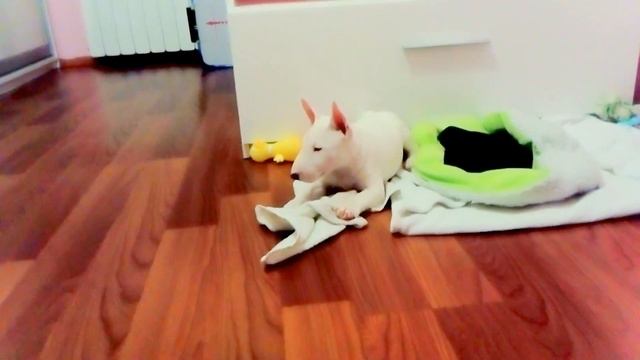 щенки минибуля смотреть онлайн