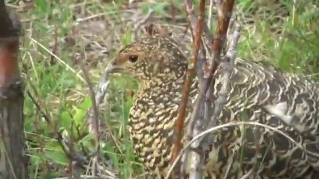 Willow Ptarmigan, the Alaska State Bird, in Denali National Park смотреть онлайн