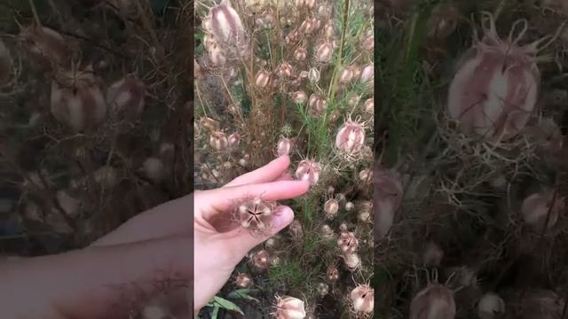 Семена чёрного тмина смотреть онлайн