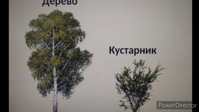Занятие по экологическому воспитанию, воспитатель Голуб В.Ф. смотреть онлайн