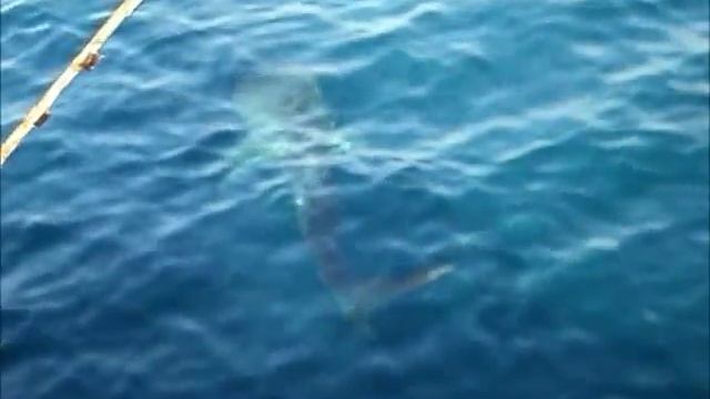 Китовая акула подошла к борту судна. Акула-Кит можно сказать. Whale shark. смотреть онлайн
