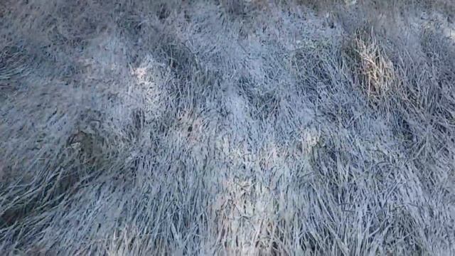 Изумрудно - зеленый луг после разлива реки. смотреть онлайн