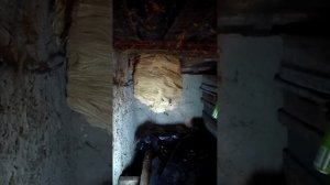 Борьба с шершнями