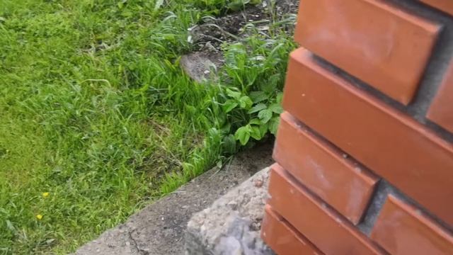 Как избавиться от муравьев??? Эксперимент средства муравьед и результат!!! смотреть онлайн