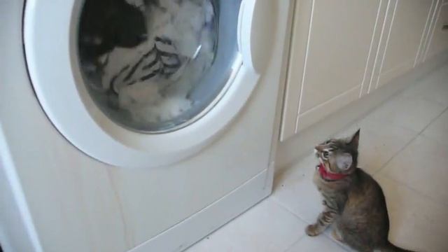 Моя кошка смотреть онлайн