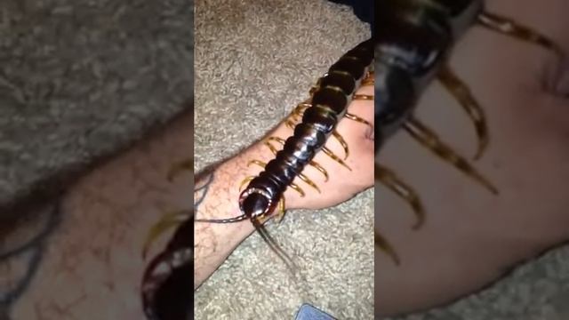 Scolopendra Gigantea Handling