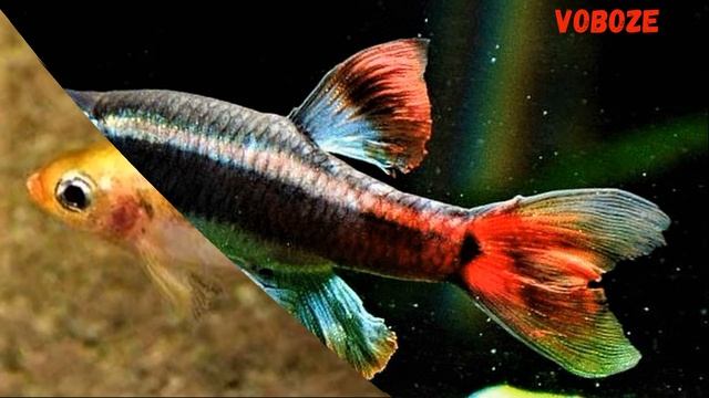 Кардинал рыбка аквариумная, содержание кардиналов, разведение, уход, кормление, совместимость. смотреть онлайн