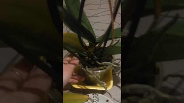 У орхидеи желтеют и опадают листья?Что делать?Тест на вредителя!