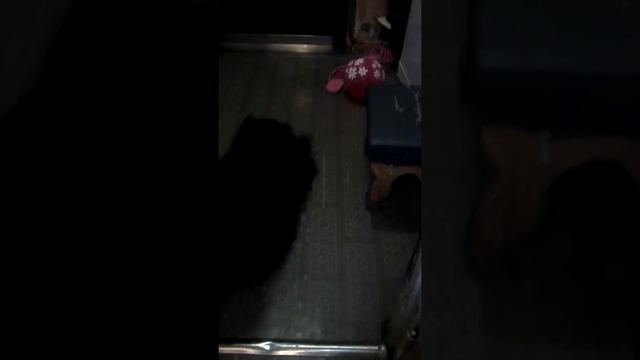 Собака зомби 2 смотреть онлайн