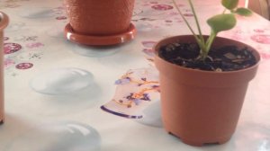 Антуриум после пересадки. И уход за ним.