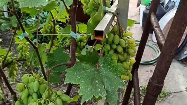 Виноград форма гусьва виноград Артек смотреть онлайн