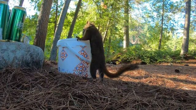 Белка сажает белые грибы на участке! Результат! смотреть онлайн