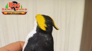 BIG ANIMAL WORLD Дикие Орлы и Птицы ИМПЕРАТОРСКИЙ ПИНГВИН как ДЕАГОСТИНИ DEAGOSTINI распаковка