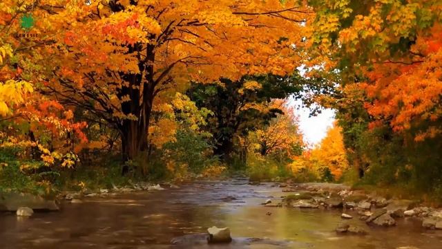 Музыка Души И Сердца ? Нежная Лечебная Музыка – Музыка Для Сна Приятная, Музыка Для Медитации смотреть онлайн