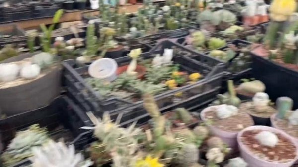 Como reproducir cactus de colores