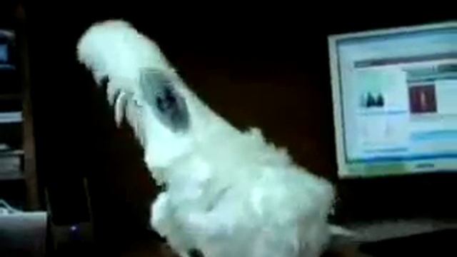 Попугай металлюга