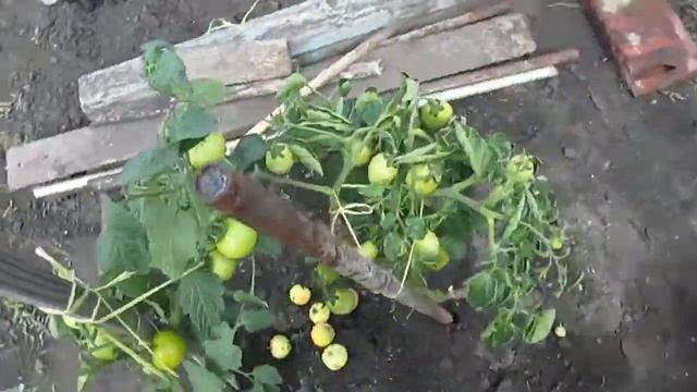 ТОМАТ КАТЯ И БАНАН КРАСНЫЙ. смотреть онлайн