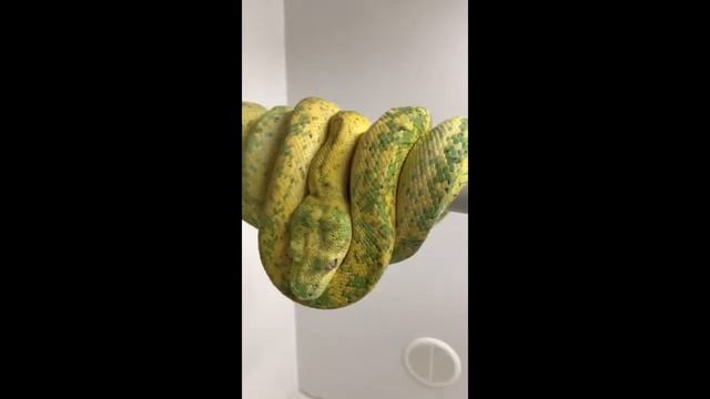 Designer Green Tree Python смотреть онлайн
