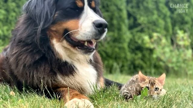 Кошка похитила у соседей щенков. Причина, по которой она это сделала, удивила всех смотреть онлайн