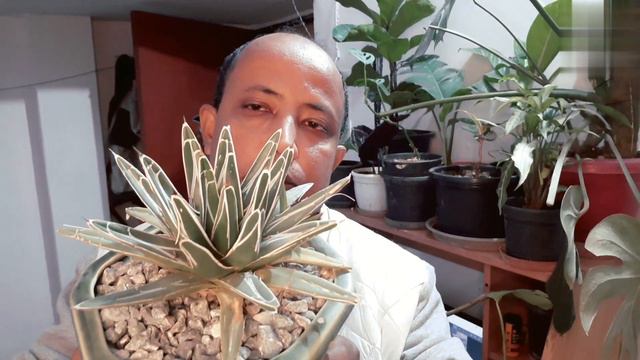Queen Vitoria Agave смотреть онлайн