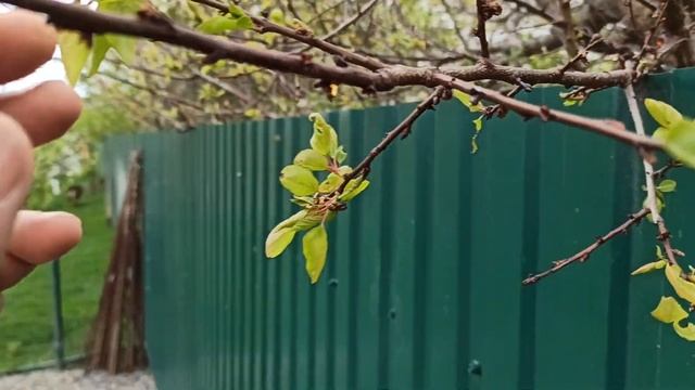 Монилиальный ожог абрикоса смотреть онлайн