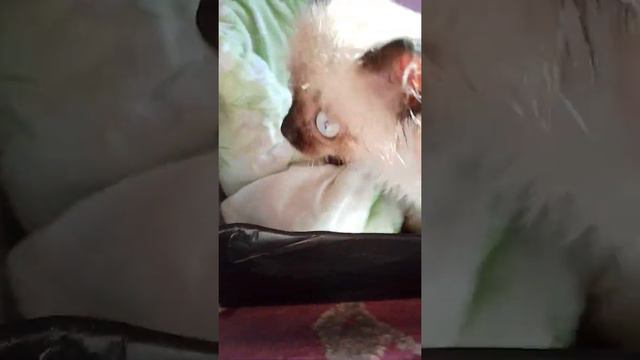 Спасли маленькую кошку🥺❤ | #кошка #спасение #животные #питоицы #PETS_TY #Мило смотреть онлайн