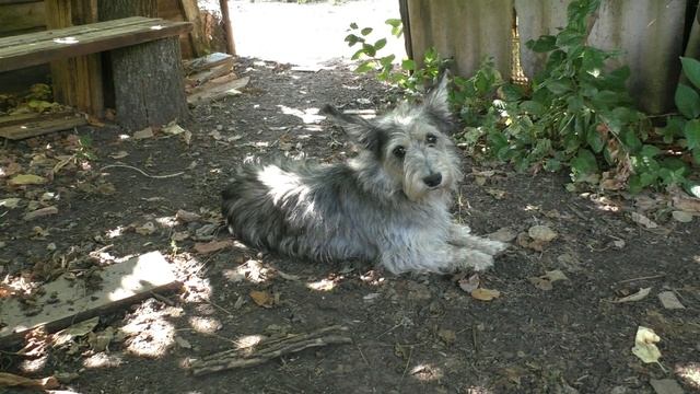 ПАСЕКА - ЭТО НЕ ТОЛЬКО ПЧЕЛЫ, НО И ... (Кто живет на пасеке). смотреть онлайн