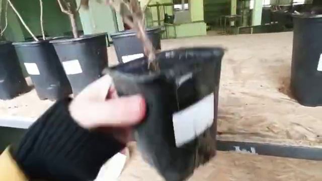 Наши саженцы
Https://sadovod.net/
