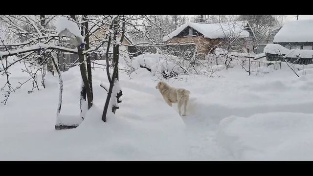 СТРОЮ НОВУЮ ГОЛУБЯТНЮ ИЗ СТАРОГО МАТЕРИАЛА ,ЧТО ПОЛУЧИТСЯ в итоге? смотреть онлайн