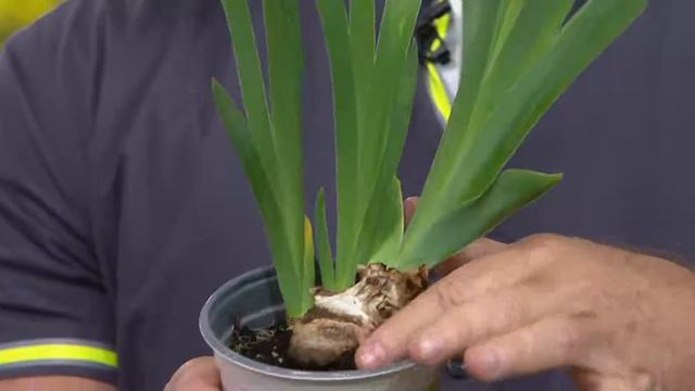 Cottage Farms 3-piece Reblooming Spring & Autumn Iris Collection on QVC смотреть онлайн