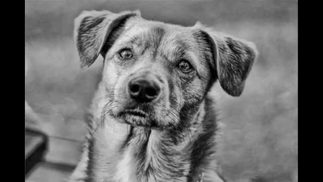 Любовь Волкова-Пьянова "Верность" читает автор смотреть онлайн