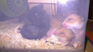 Мои Милые Хомячата.... / Alisa Easy Pets