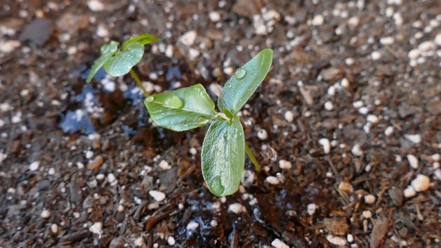 Growing Passion Fruit from Seeds, Days 0-100 смотреть онлайн