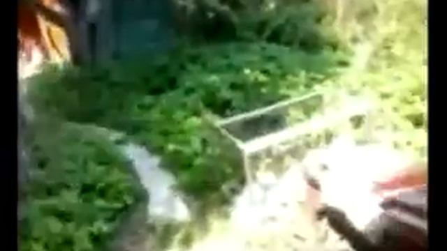 Кошки в нашем дворе и Фаня на даче, раздолье для собаки. смотреть онлайн