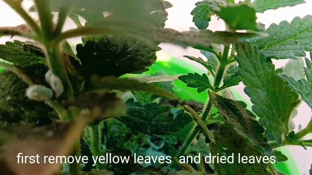 How to remove mealybugs on verbena plants /verbena গাছের মিলিবাগগুলি কিভাবে দূর করবেন? смотреть онлайн