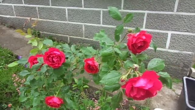 Начало цветения роз в моем саду.Глория Дей Розариум Ют ерсен.Симпати,Скарлет ,Нью Доун и др.