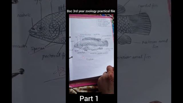 Bsc 3rd year zoology practical file Part1 смотреть онлайн