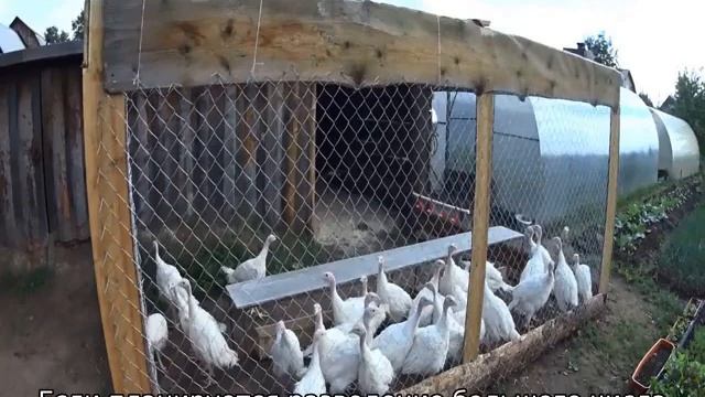 Индюшата: уход и выращивание от 0 до 4 месяцев смотреть онлайн