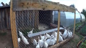 Индюшата: уход и выращивание от 0 до 4 месяцев