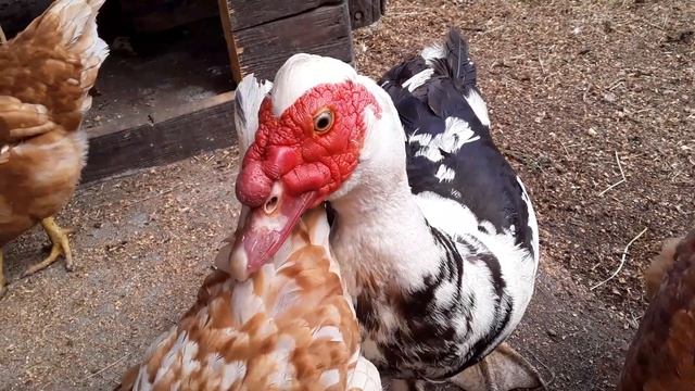 Ручная птица. Как Приручить Любую Птицу / Попугаи / Утки / Курица Несушка смотреть онлайн