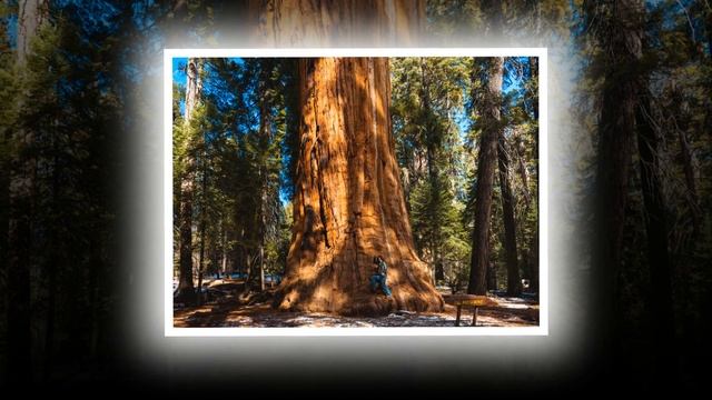 Sequoia National Park. California, USA смотреть онлайн