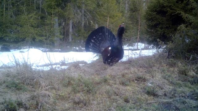 Глухарь и вредная лиса. Токовище 