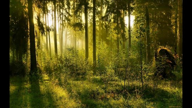 Для сна, пение птиц, шум леса, для релакса