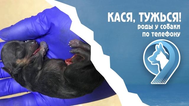 Кася, тужься! Роды у собаки по телефону смотреть онлайн